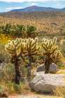 USA, California, Anza Borrego Desert State Park. Cholla cactus and blooming brittlebush. Art Print